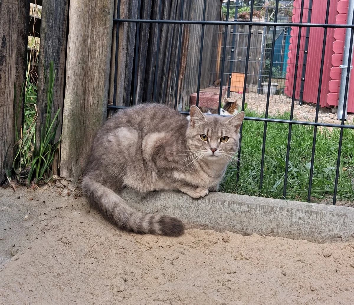 Little Blue, rot female European Shorthair for adoption at Meine Katzenstation, Rüdersdorf bei Berlin