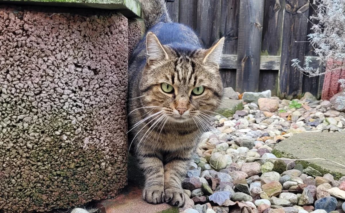 Luis, male European Shorthair for adoption at Meine Katzenstation, Rüdersdorf bei Berlin