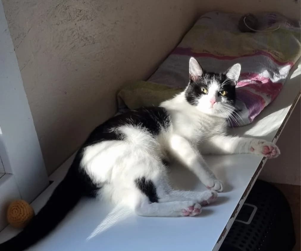 Mäxchen, male European Shorthair for adoption at Meine Katzenstation, Rüdersdorf bei Berlin