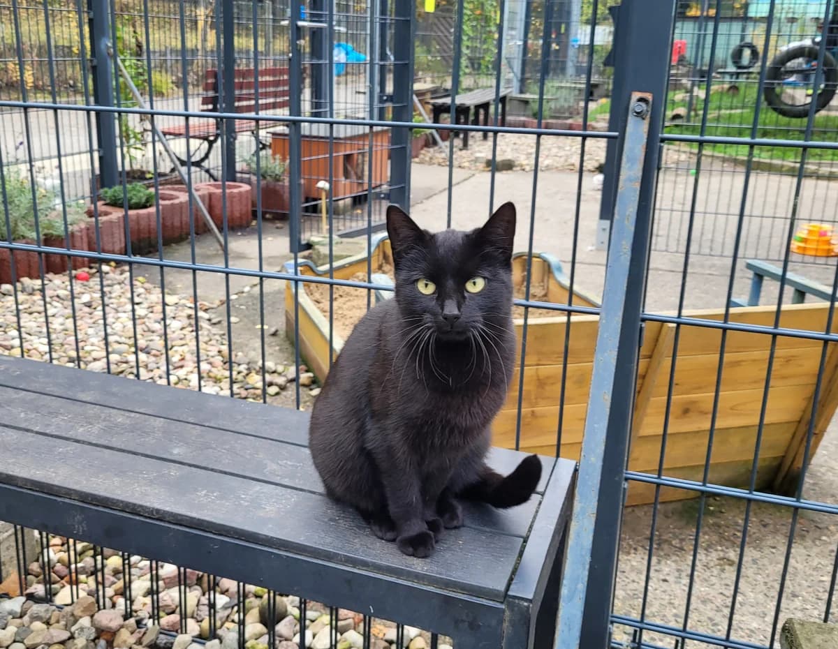 Malinka, female European Shorthair for adoption at Meine Katzenstation, Rüdersdorf bei Berlin