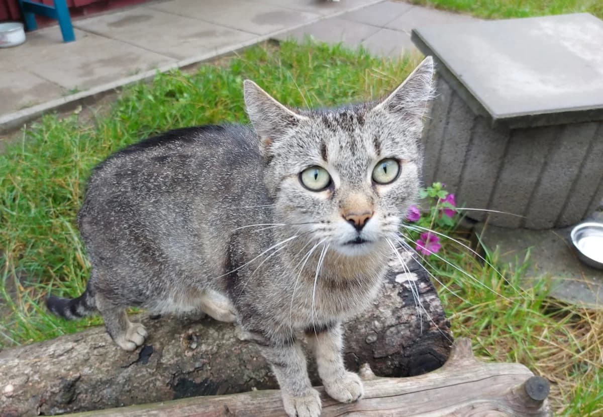 Margy, female European Shorthair for adoption at Meine Katzenstation, Rüdersdorf bei Berlin