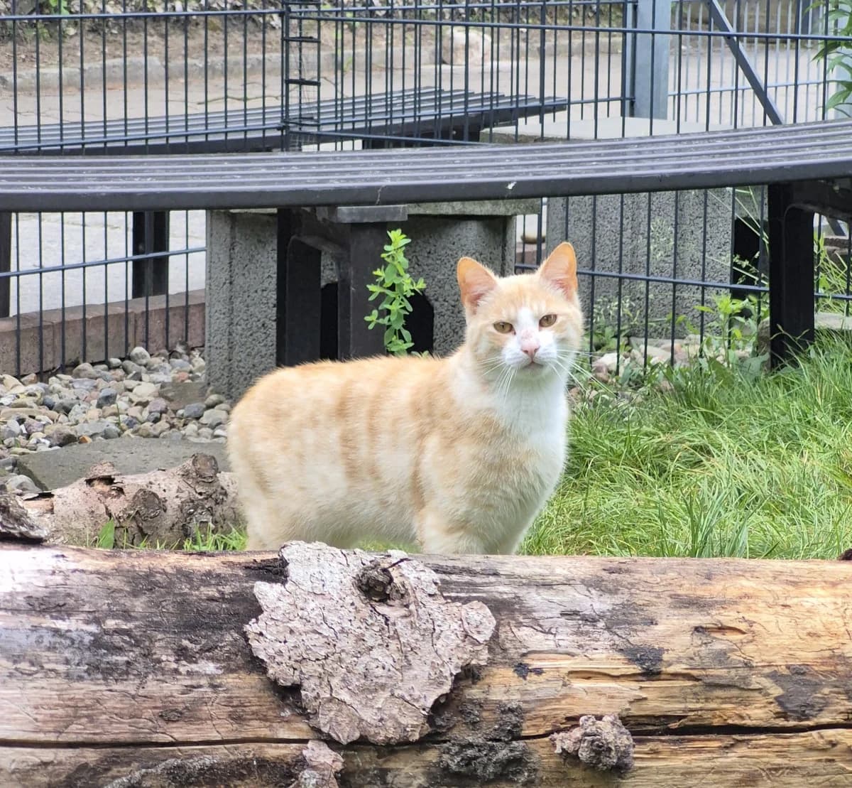 Marlon & Chase, male European Shorthair for adoption at Meine Katzenstation, Rüdersdorf bei Berlin