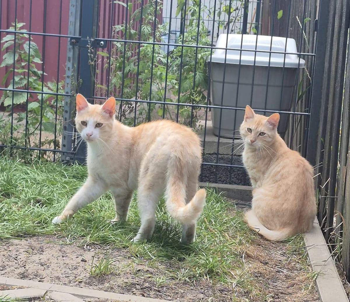 Marlon & Chase, male European Shorthair for adoption at Meine Katzenstation, Rüdersdorf bei Berlin