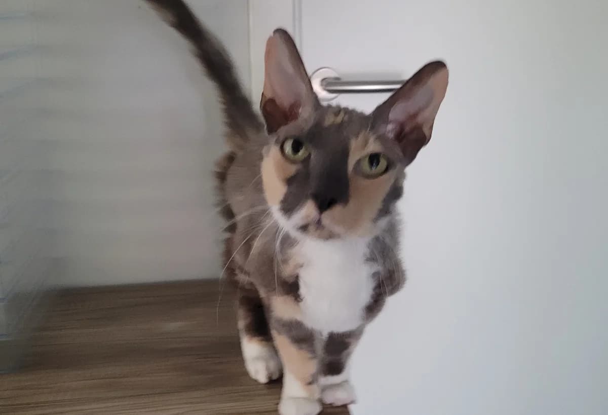 Medusa, female mixed breed for adoption at Meine Katzenstation, Rüdersdorf bei Berlin