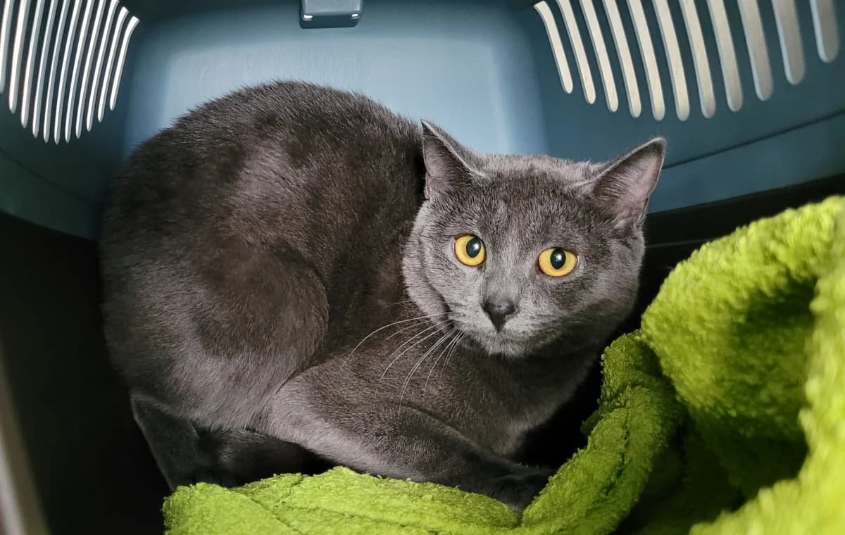 Meilani & Nani, female European Shorthair for adoption at Meine Katzenstation, Rüdersdorf bei Berlin