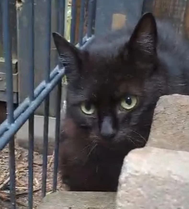Monty, male European Shorthair for adoption at Meine Katzenstation, Rüdersdorf bei Berlin
