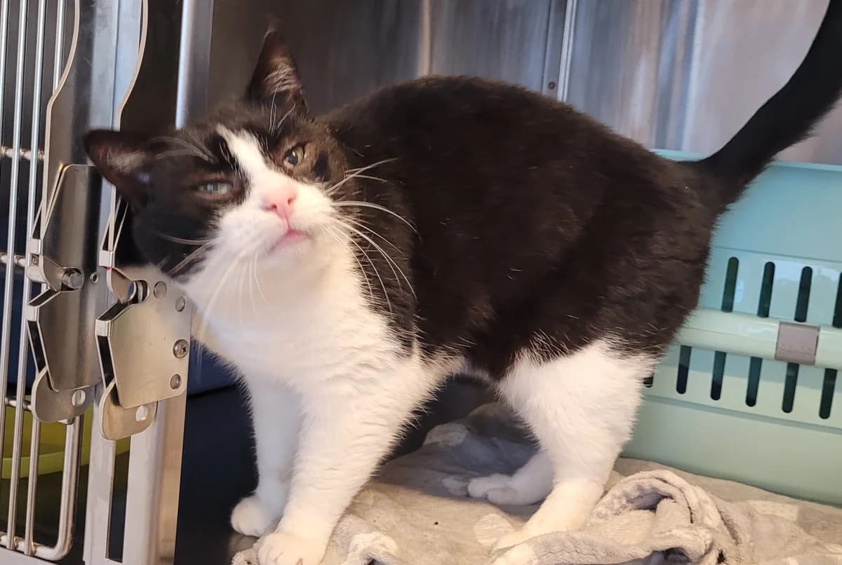 Moppi, weiß male European Shorthair for adoption at Meine Katzenstation, Rüdersdorf bei Berlin