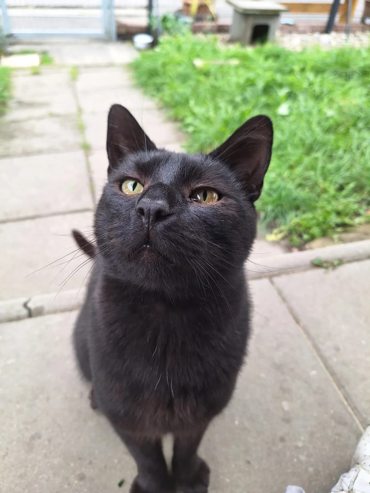 Morni, male European Shorthair for adoption at Meine Katzenstation, Rüdersdorf bei Berlin