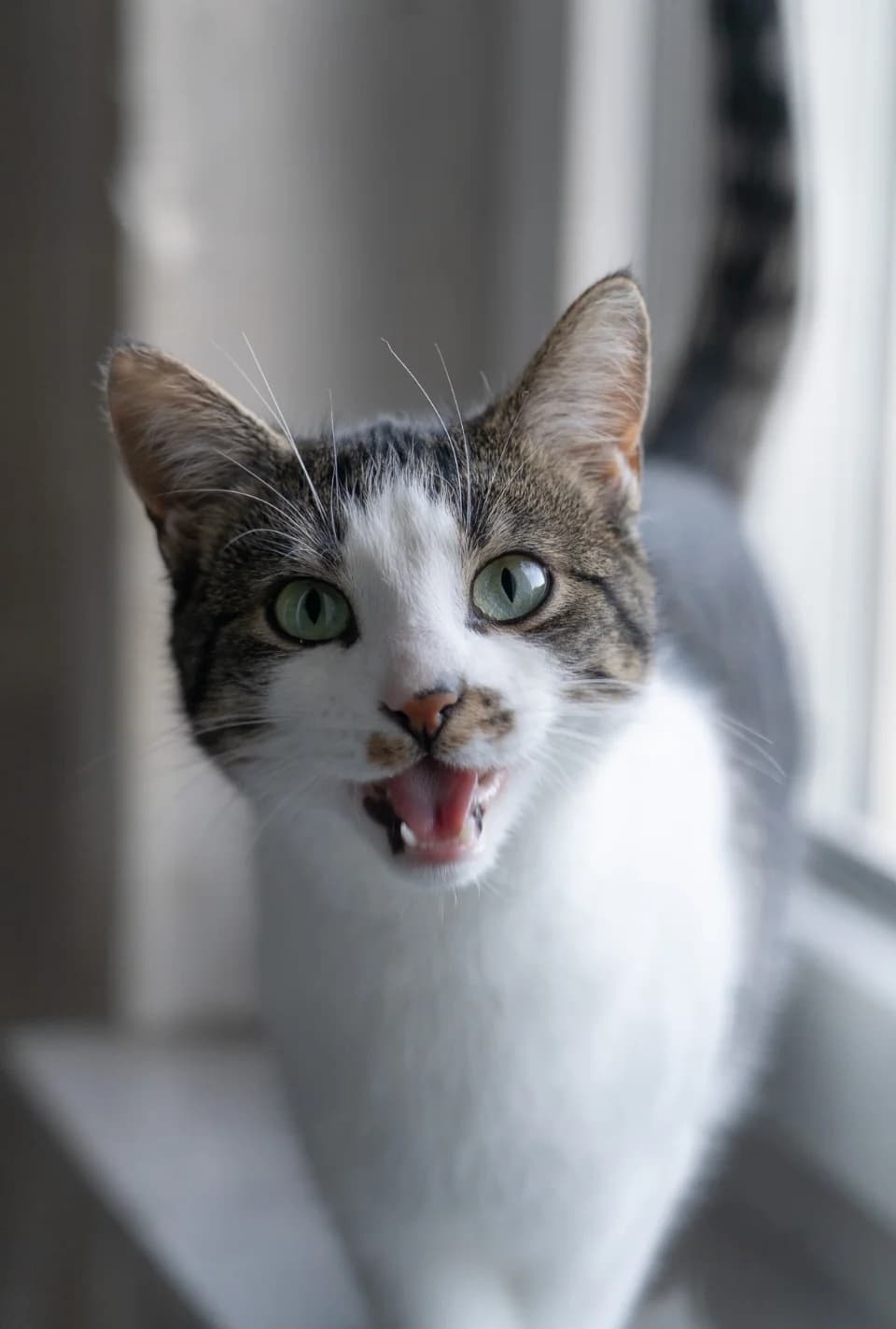 Myrthe, female European Shorthair for adoption at Meine Katzenstation, Rüdersdorf bei Berlin