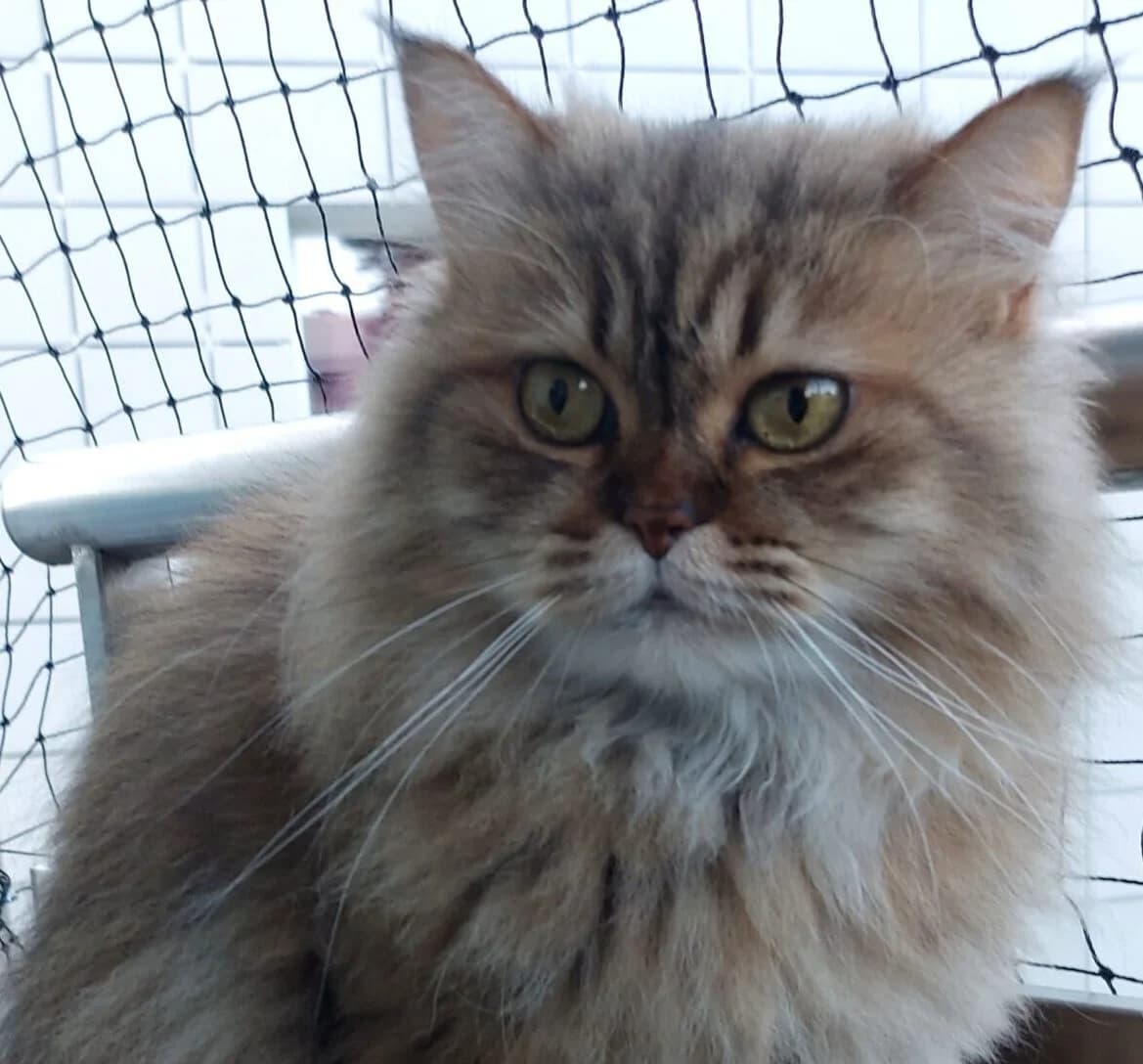 Nala, female Persian for adoption at Meine Katzenstation, Rüdersdorf bei Berlin