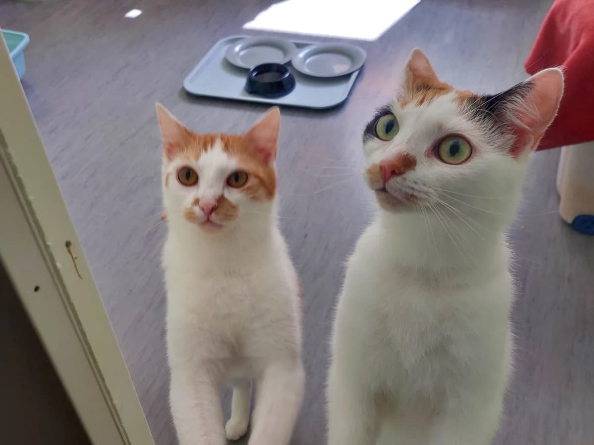 Nala & Bella, weiß female European Shorthair for adoption at Meine Katzenstation, Rüdersdorf bei Berlin