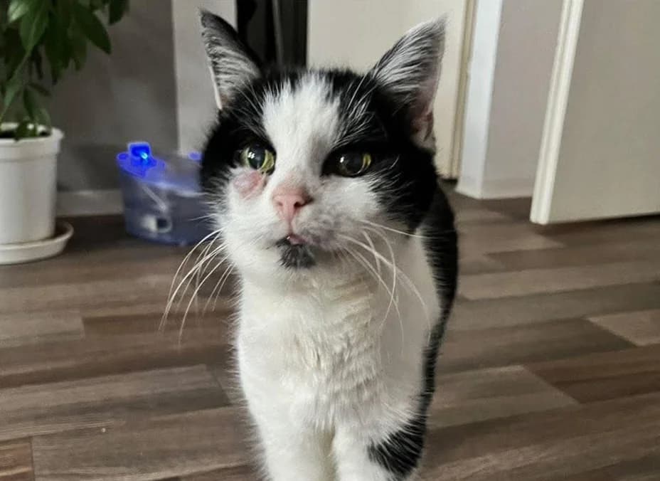 Nele, female senior European Shorthair for adoption at Meine Katzenstation, Rüdersdorf bei Berlin