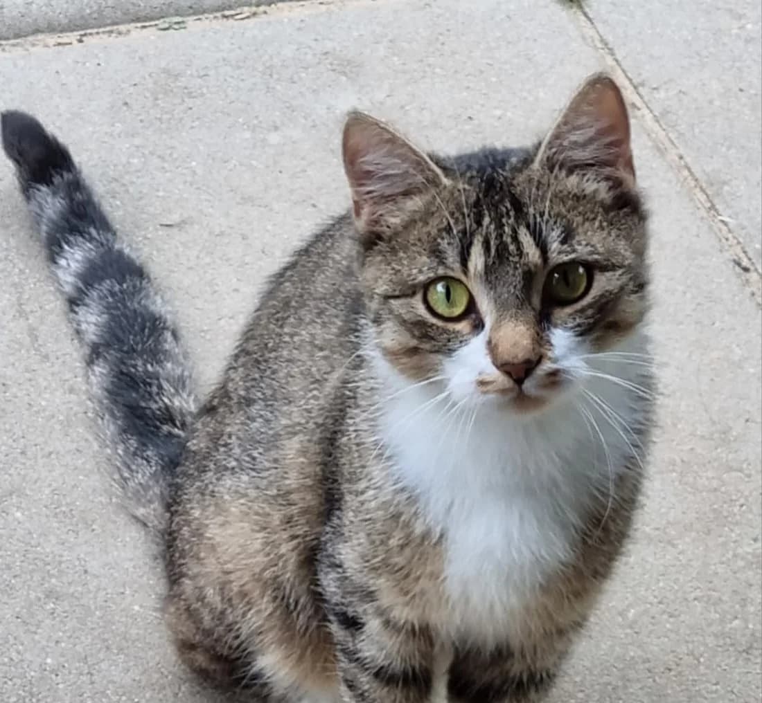 Nora, female European Shorthair for adoption at Meine Katzenstation, Rüdersdorf bei Berlin