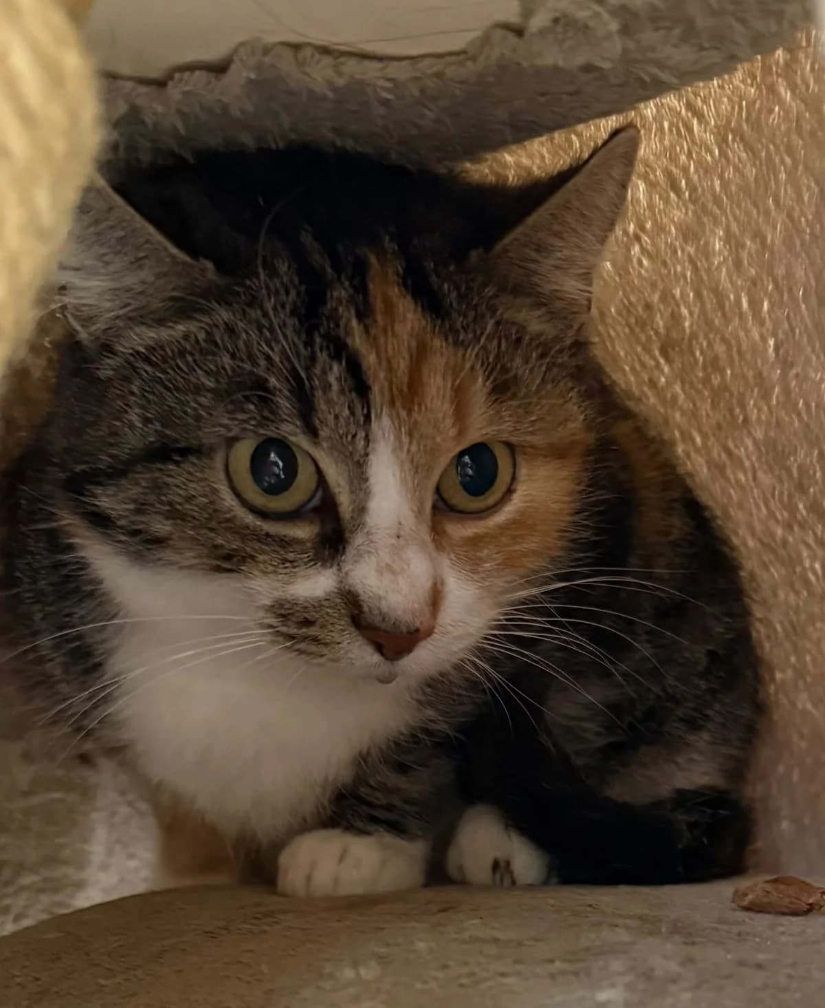 Orelia, female European Shorthair for adoption at Meine Katzenstation, Rüdersdorf bei Berlin
