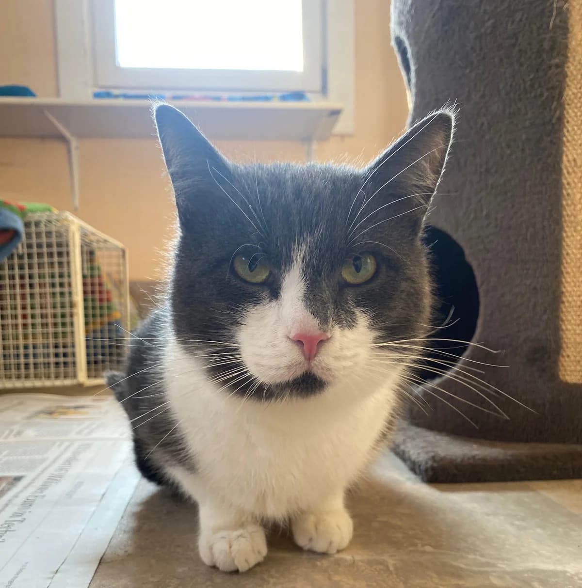 Pauli, male European Shorthair for adoption at Meine Katzenstation, Rüdersdorf bei Berlin