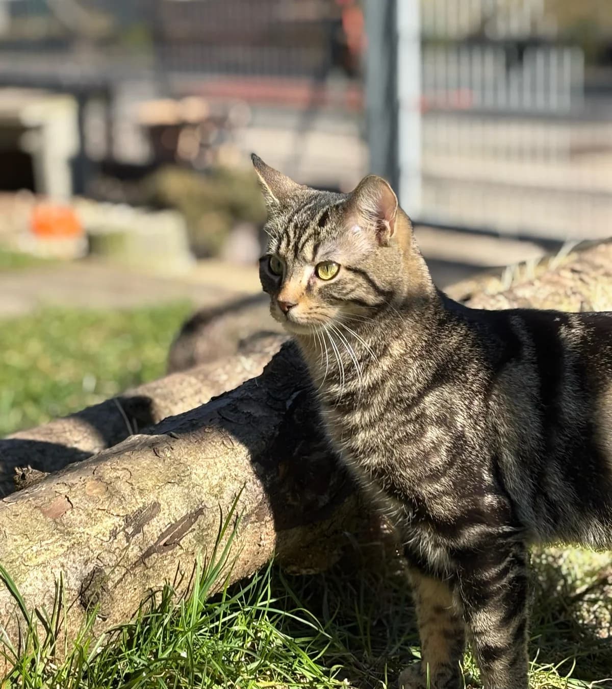 Peeta & Gale, male European Shorthair for adoption at Meine Katzenstation, Rüdersdorf bei Berlin