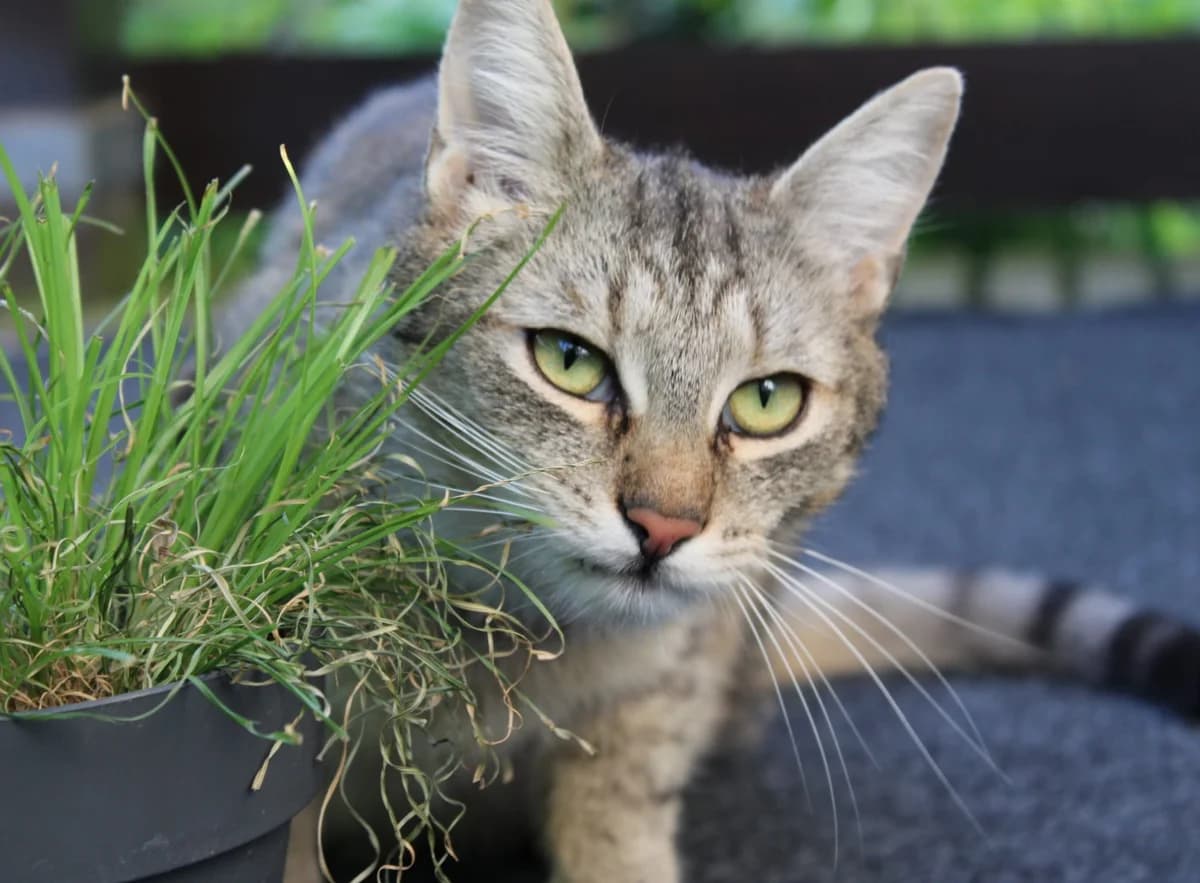 Pepe, male European Shorthair for adoption at Meine Katzenstation, Rüdersdorf bei Berlin