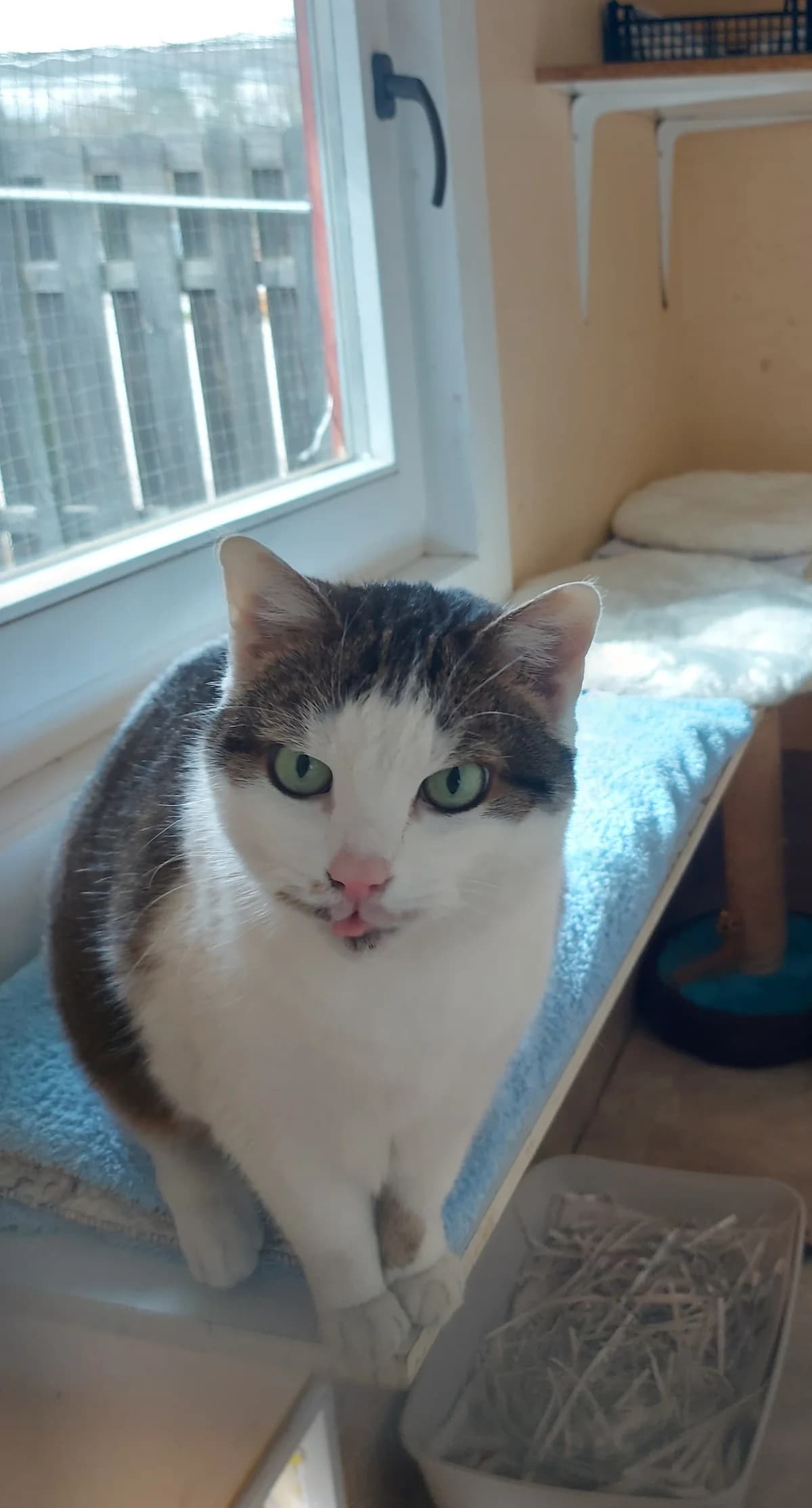 Peris, female European Shorthair for adoption at Meine Katzenstation, Rüdersdorf bei Berlin