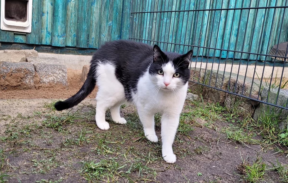 Peter, male European Shorthair for adoption at Meine Katzenstation, Rüdersdorf bei Berlin