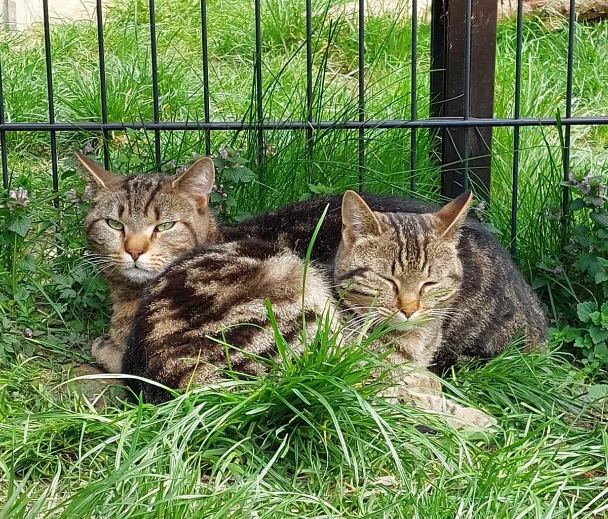 Pfeffi & Leo, European Shorthair for adoption at Meine Katzenstation, Rüdersdorf bei Berlin