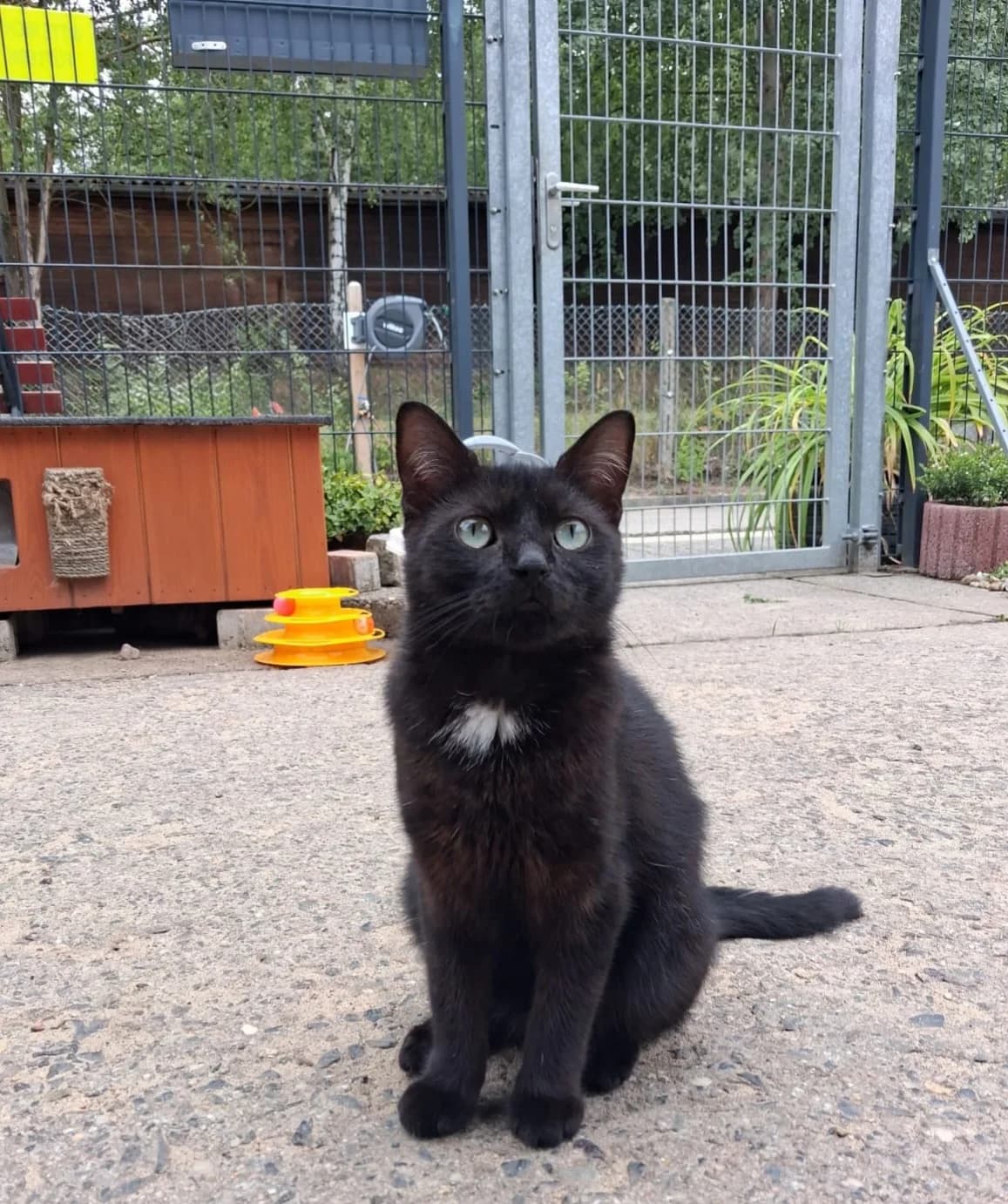 Pia, female European Shorthair for adoption at Meine Katzenstation, Rüdersdorf bei Berlin