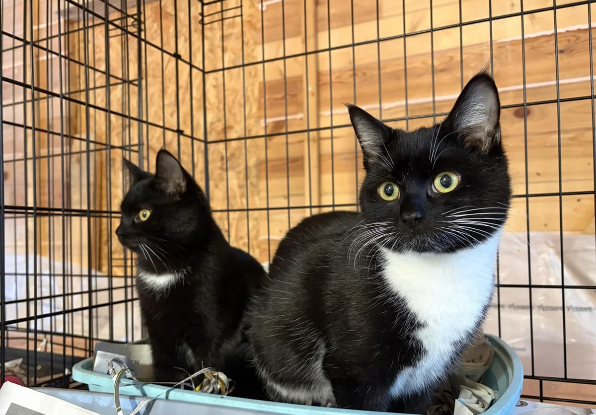 Piratenbande - Pirat, Picasso & Pablo, male European Shorthair for adoption at Meine Katzenstation, Rüdersdorf bei Berlin