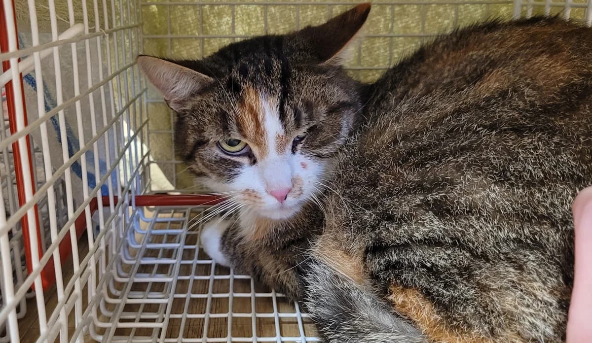 Püppi, female European Shorthair for adoption at Meine Katzenstation, Rüdersdorf bei Berlin