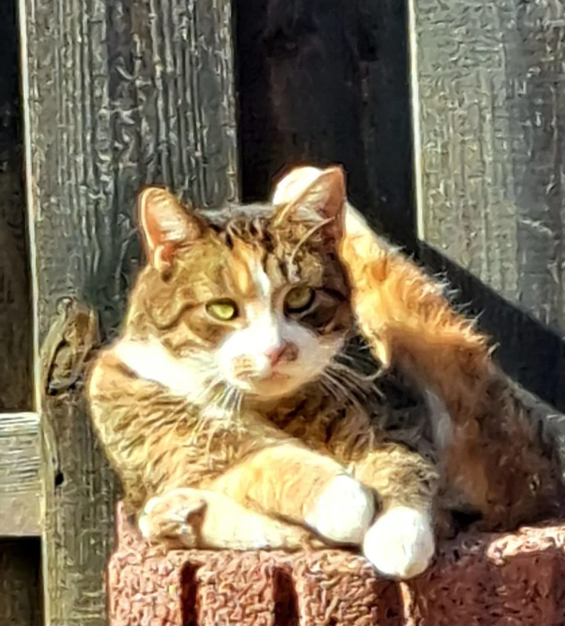 Püppi, female European Shorthair for adoption at Meine Katzenstation, Rüdersdorf bei Berlin