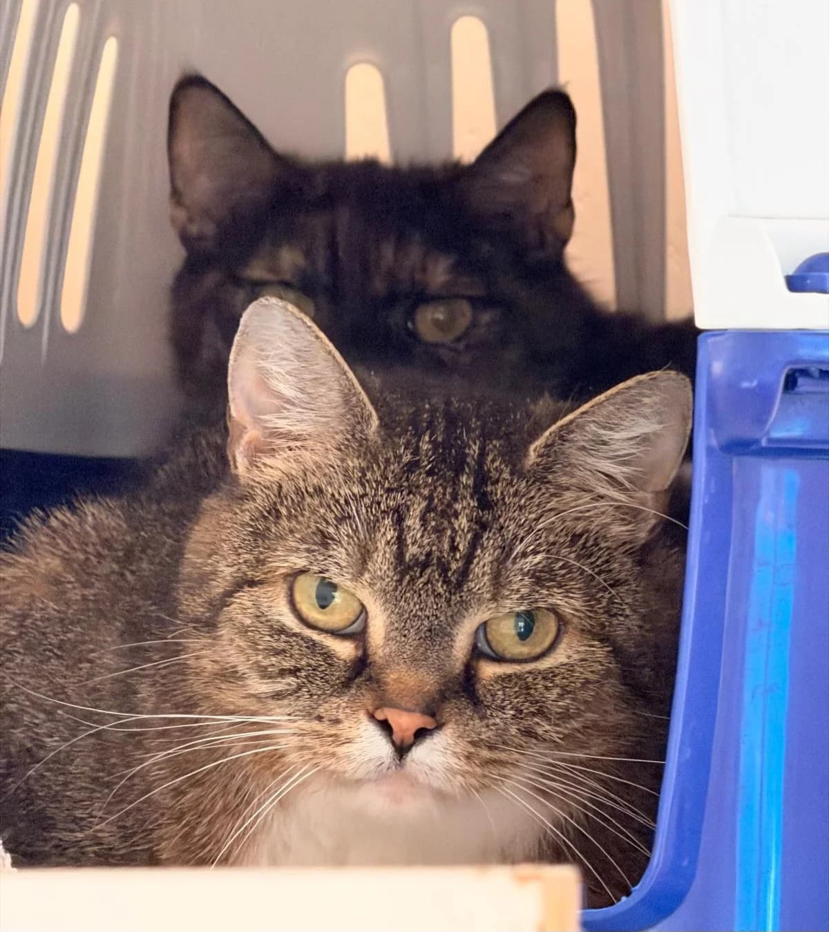 Fine & Romy, female European Shorthair for adoption at Meine Katzenstation, Rüdersdorf bei Berlin