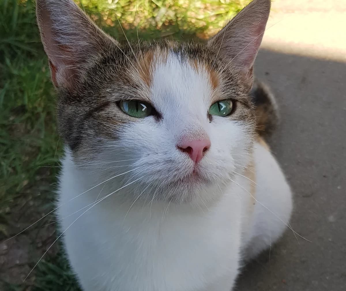 Rosi, female European Shorthair for adoption at Meine Katzenstation, Rüdersdorf bei Berlin
