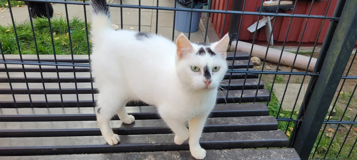 Sakura, female European Shorthair for adoption at Meine Katzenstation, Rüdersdorf bei Berlin