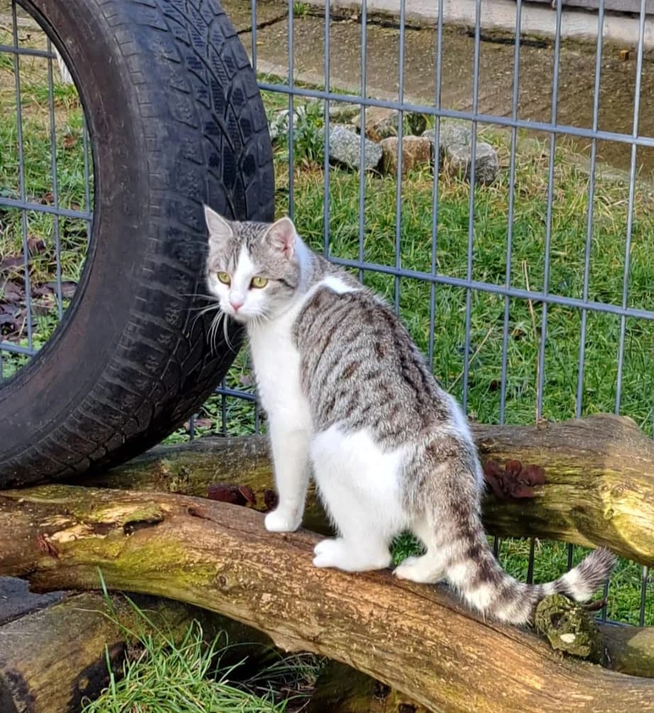 Silver, male European Shorthair for adoption at Meine Katzenstation, Rüdersdorf bei Berlin