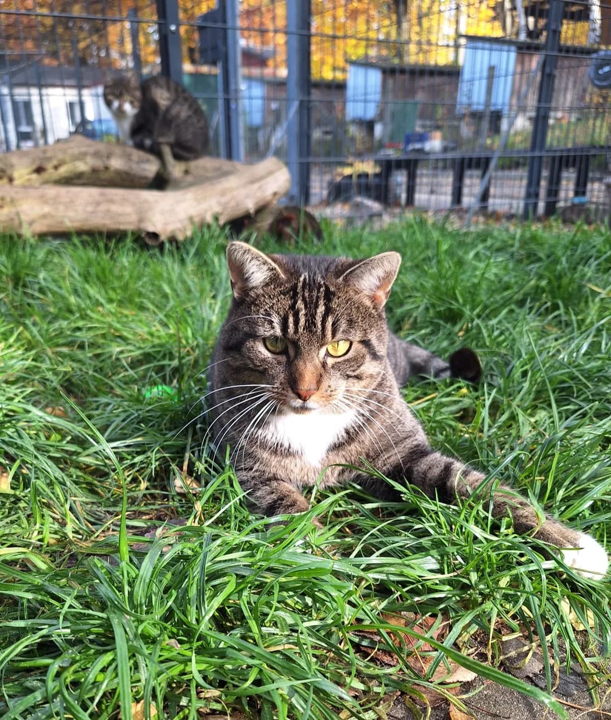 Simon, male European Shorthair for adoption at Meine Katzenstation, Rüdersdorf bei Berlin