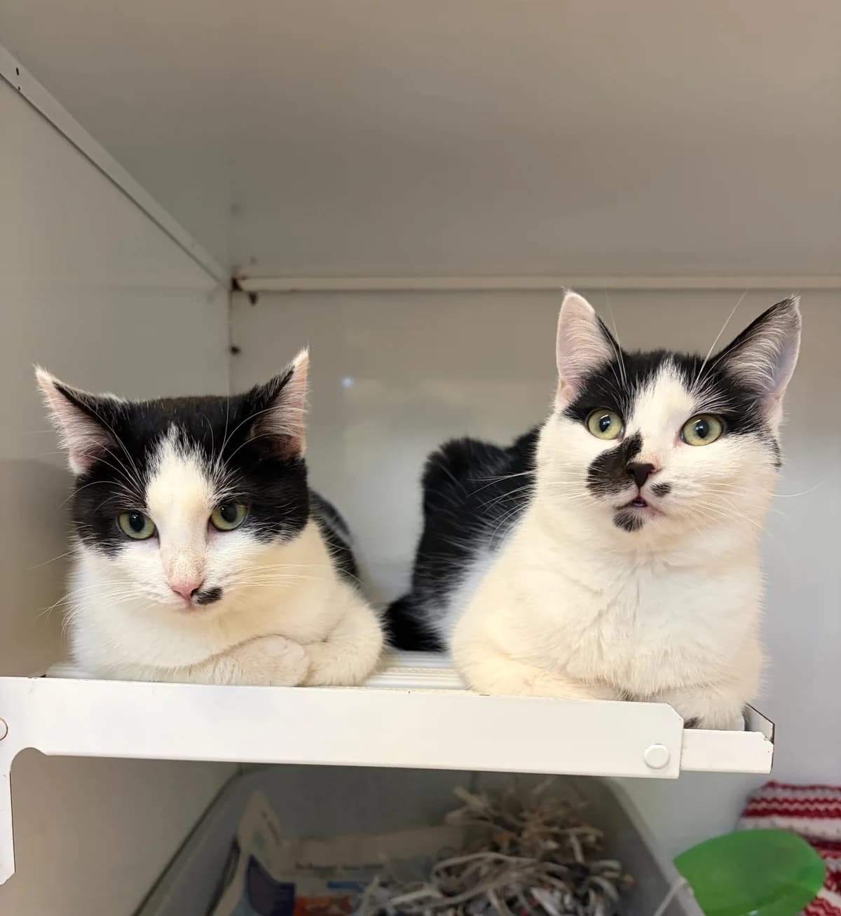 Sora & Hana, female European Shorthair for adoption at Meine Katzenstation, Rüdersdorf bei Berlin