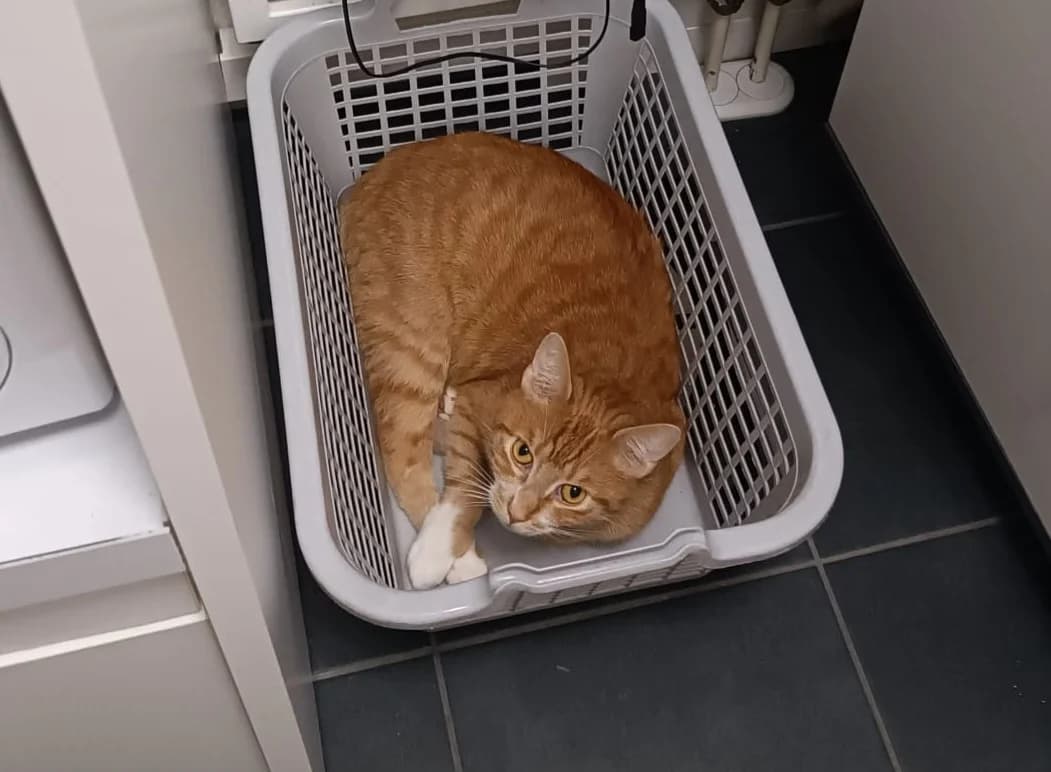 Speedy, male European Shorthair for adoption at Meine Katzenstation, Rüdersdorf bei Berlin