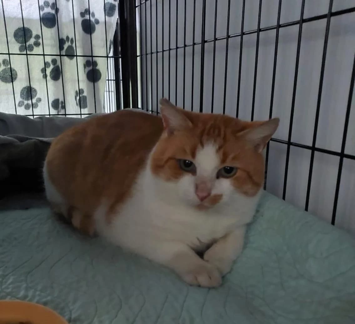 Strolch, male European Shorthair for adoption at Meine Katzenstation, Rüdersdorf bei Berlin