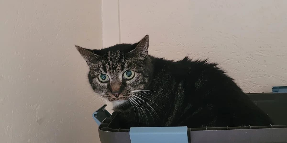 Stubsi, female European Shorthair for adoption at Meine Katzenstation, Rüdersdorf bei Berlin