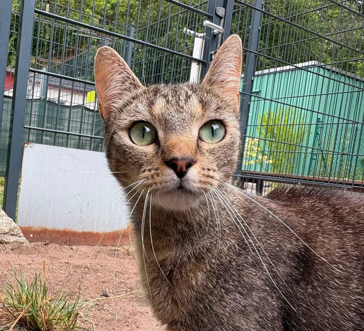 Kira, female European Shorthair for adoption at Meine Katzenstation, Rüdersdorf bei Berlin