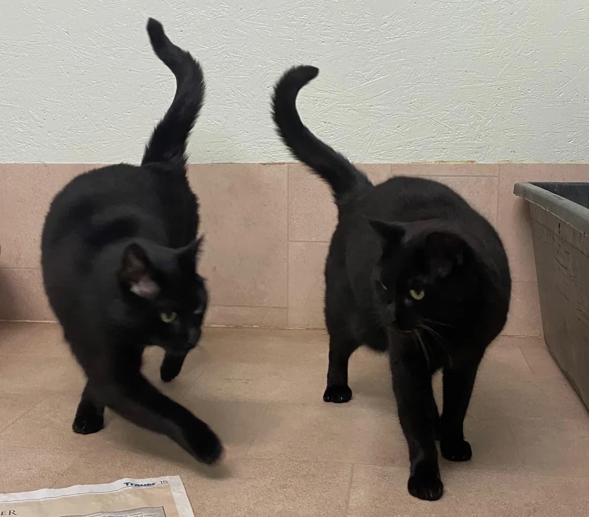 Tara & Vicky, weiß female European Shorthair for adoption at Meine Katzenstation, Rüdersdorf bei Berlin