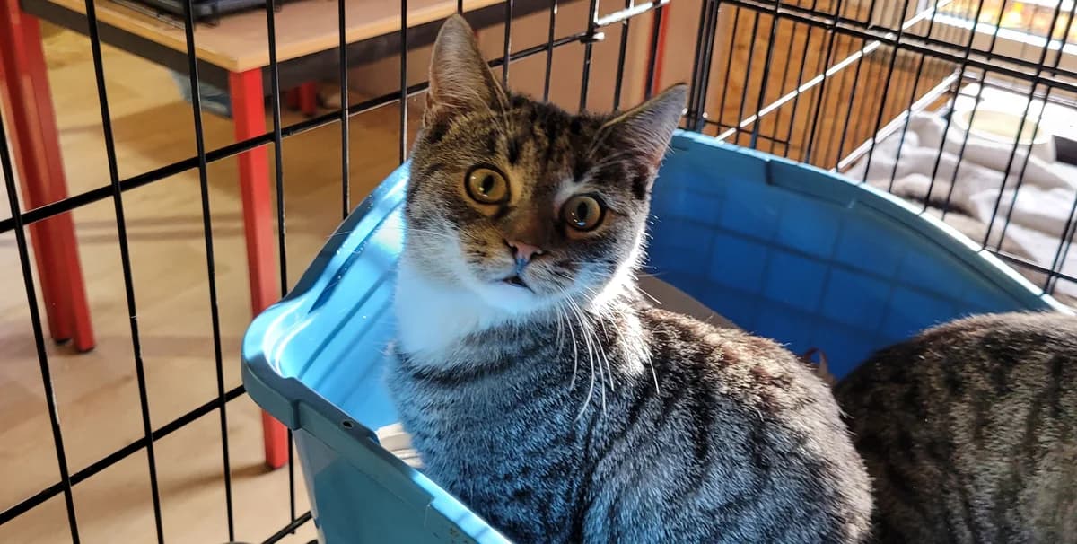 Teresa & Gisela, weiß female European Shorthair for adoption at Meine Katzenstation, Rüdersdorf bei Berlin