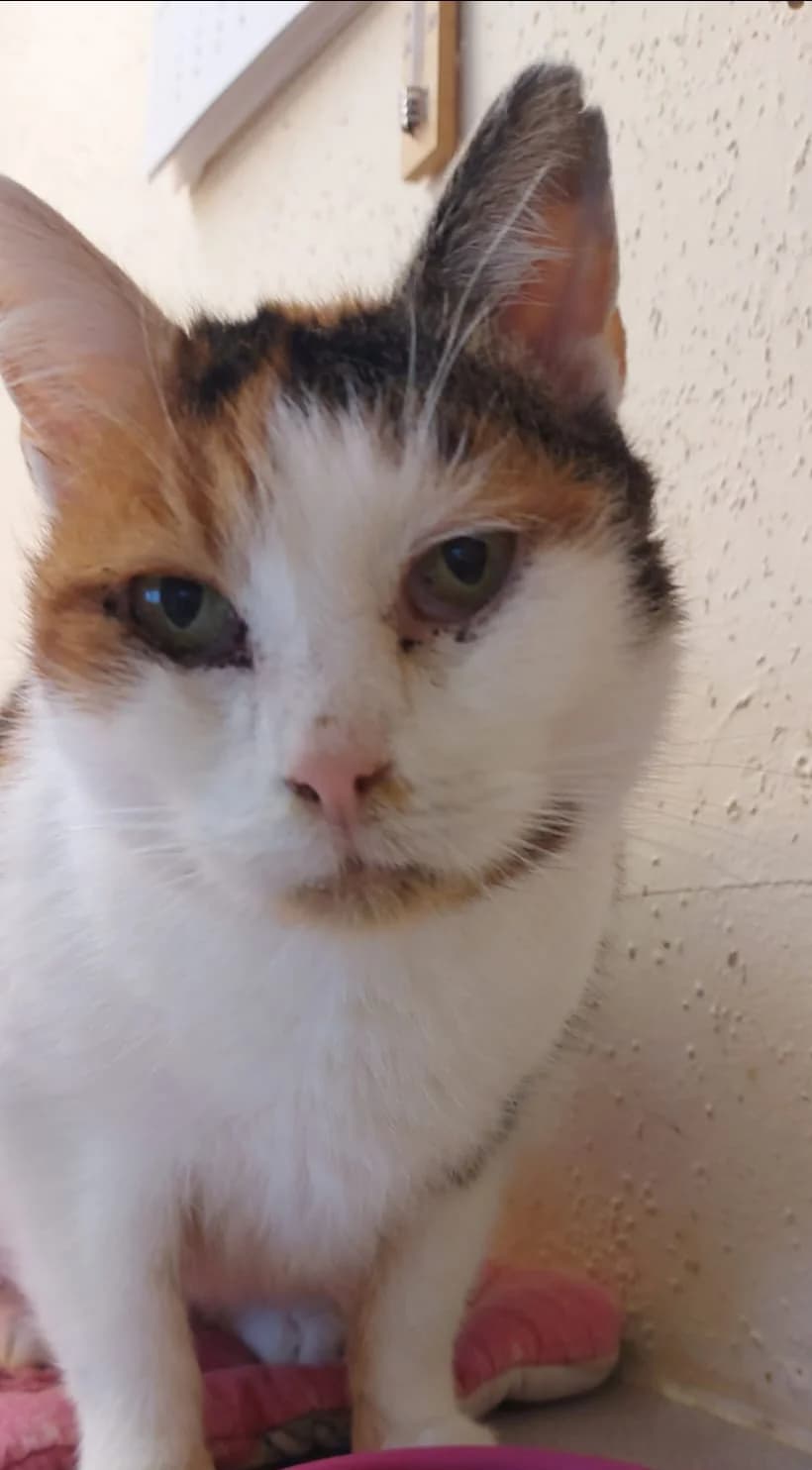 Tessa, female European Shorthair for adoption at Meine Katzenstation, Rüdersdorf bei Berlin