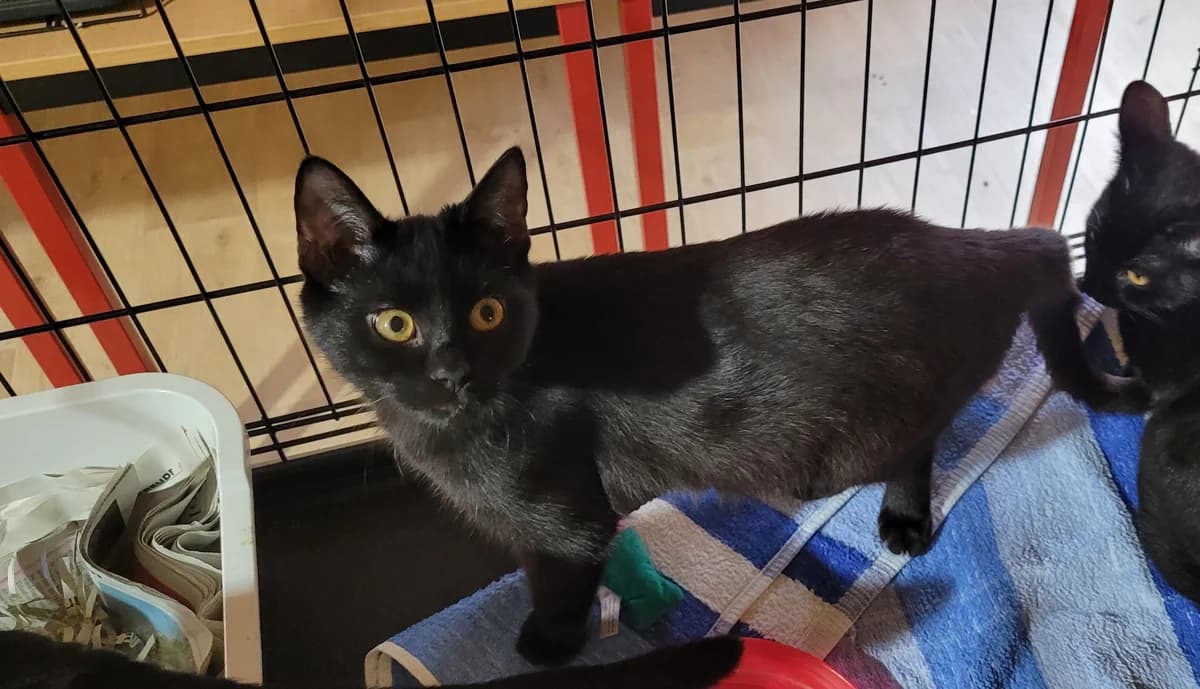 Thalia & Tiffany, female European Shorthair for adoption at Meine Katzenstation, Rüdersdorf bei Berlin
