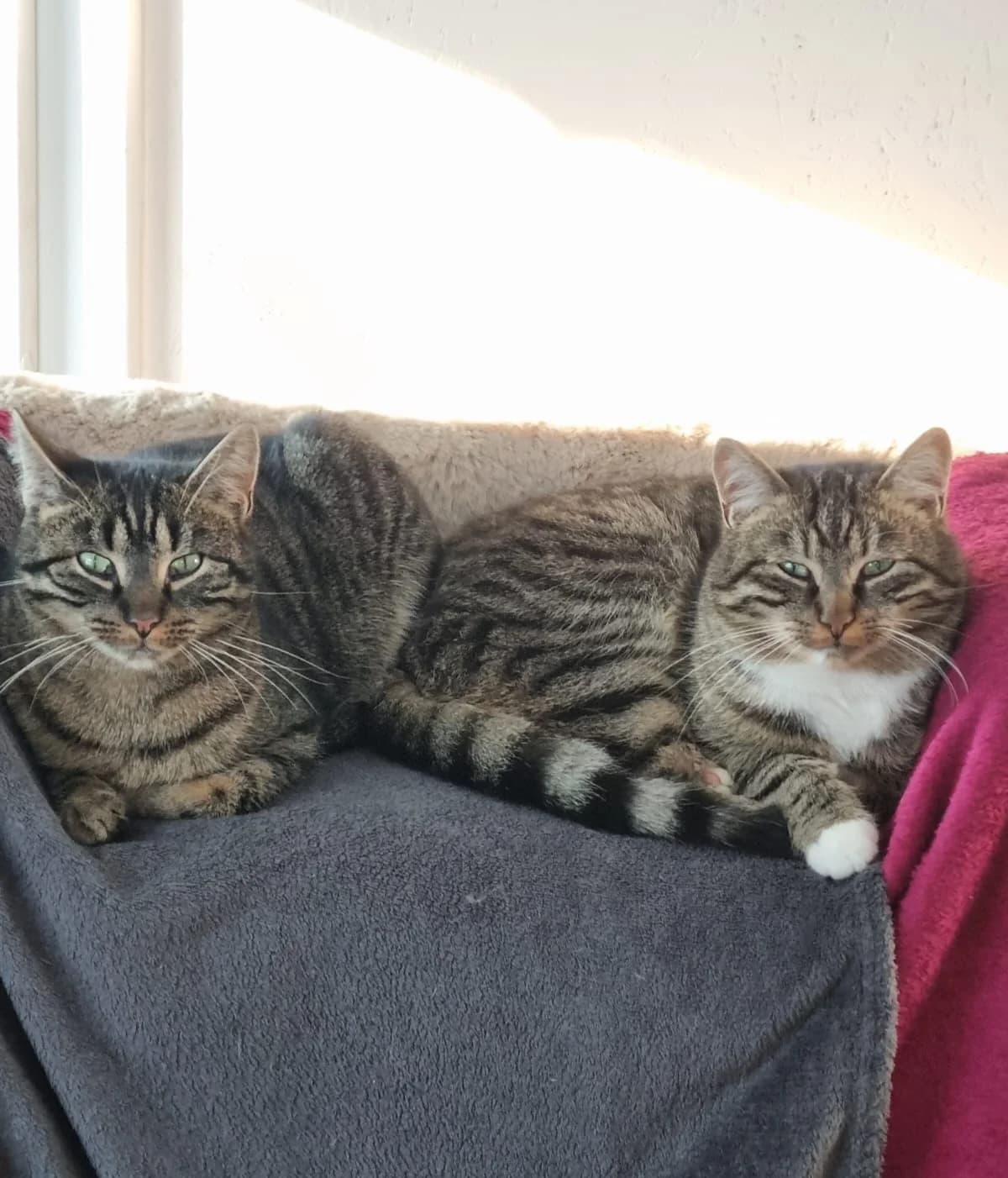 Tigger & Rusty, male European Shorthair for adoption at Meine Katzenstation, Rüdersdorf bei Berlin