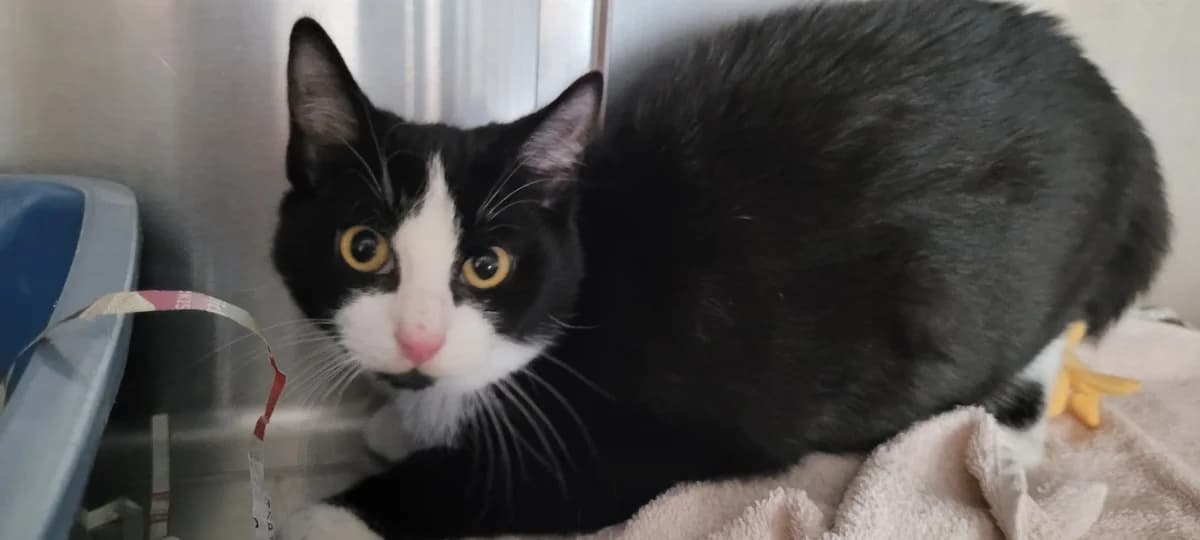 Urania, female European Shorthair for adoption at Meine Katzenstation, Rüdersdorf bei Berlin