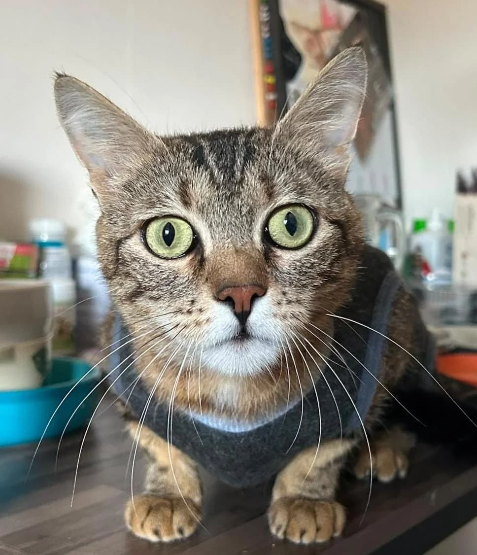 Uschi, female European Shorthair for adoption at Meine Katzenstation, Rüdersdorf bei Berlin