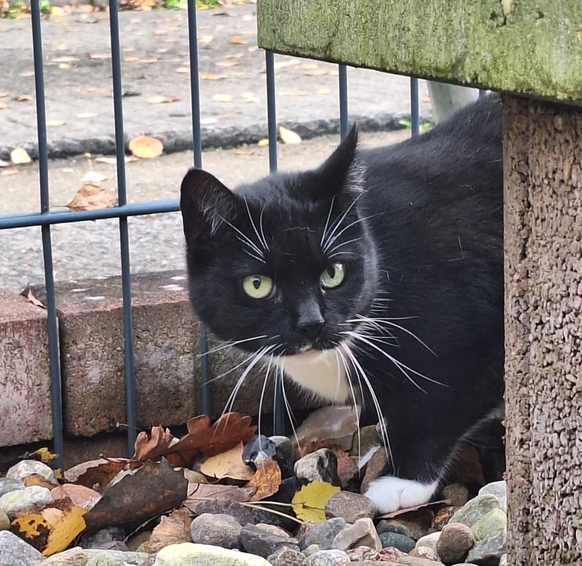 Yvi, female European Shorthair for adoption at Meine Katzenstation, Rüdersdorf bei Berlin