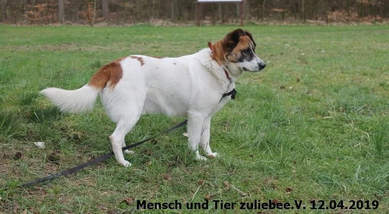 Watson, male Mixed Breed for adoption at Mensch und Tier Zuliebe e.V.