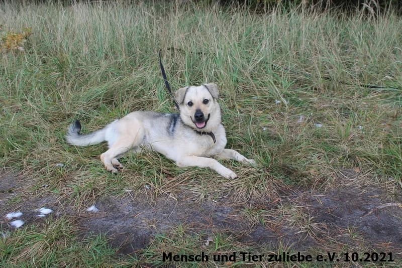 Cody, male Mixed Breed for adoption at Mensch und Tier Zuliebe e.V.