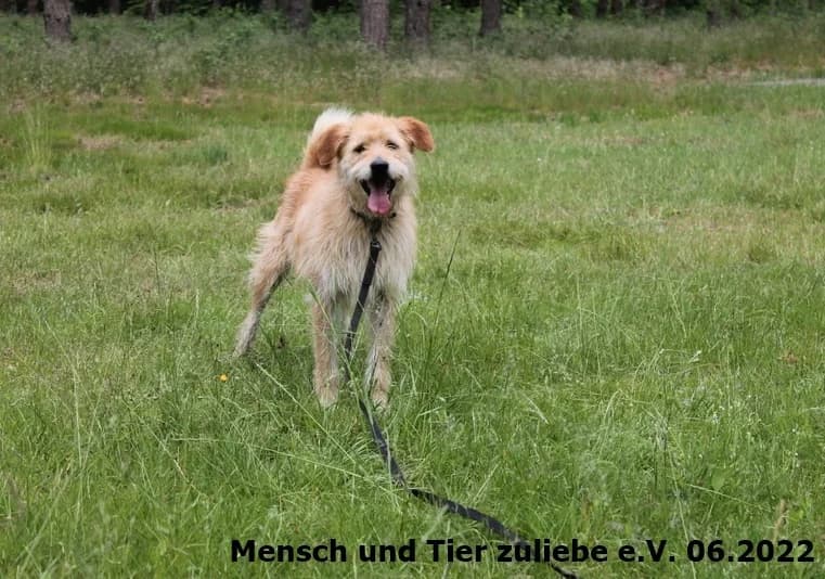 Romus, male Mixed Breed for adoption at Mensch und Tier Zuliebe e.V.