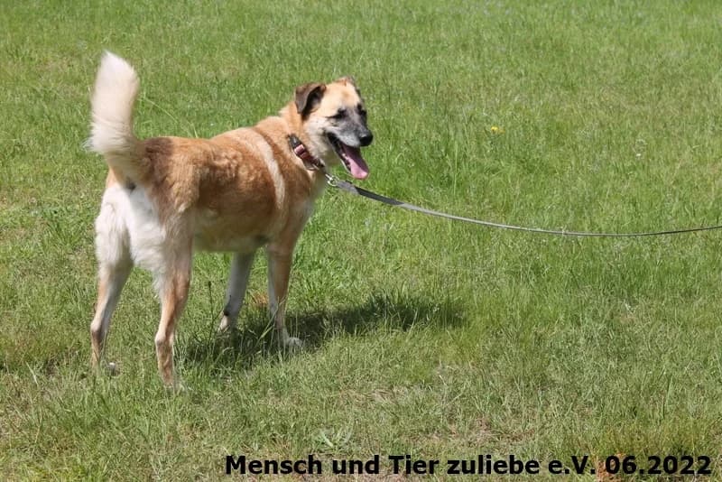 Bajana, female senior Mixed Breed for adoption at Mensch und Tier Zuliebe e.V.